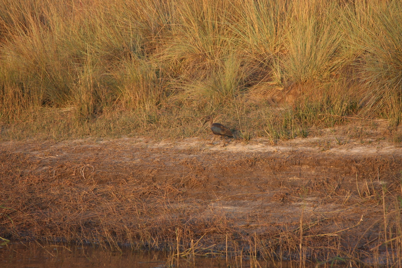 [28535] 2016_07_02_11_28_52_Africa_Canon_EOS_40D_IMG__04706.jpg