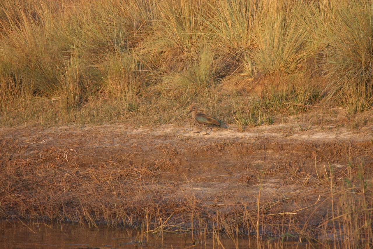 [28537] 2016_07_02_11_28_52_Africa_Canon_EOS_40D_IMG__12152.jpg