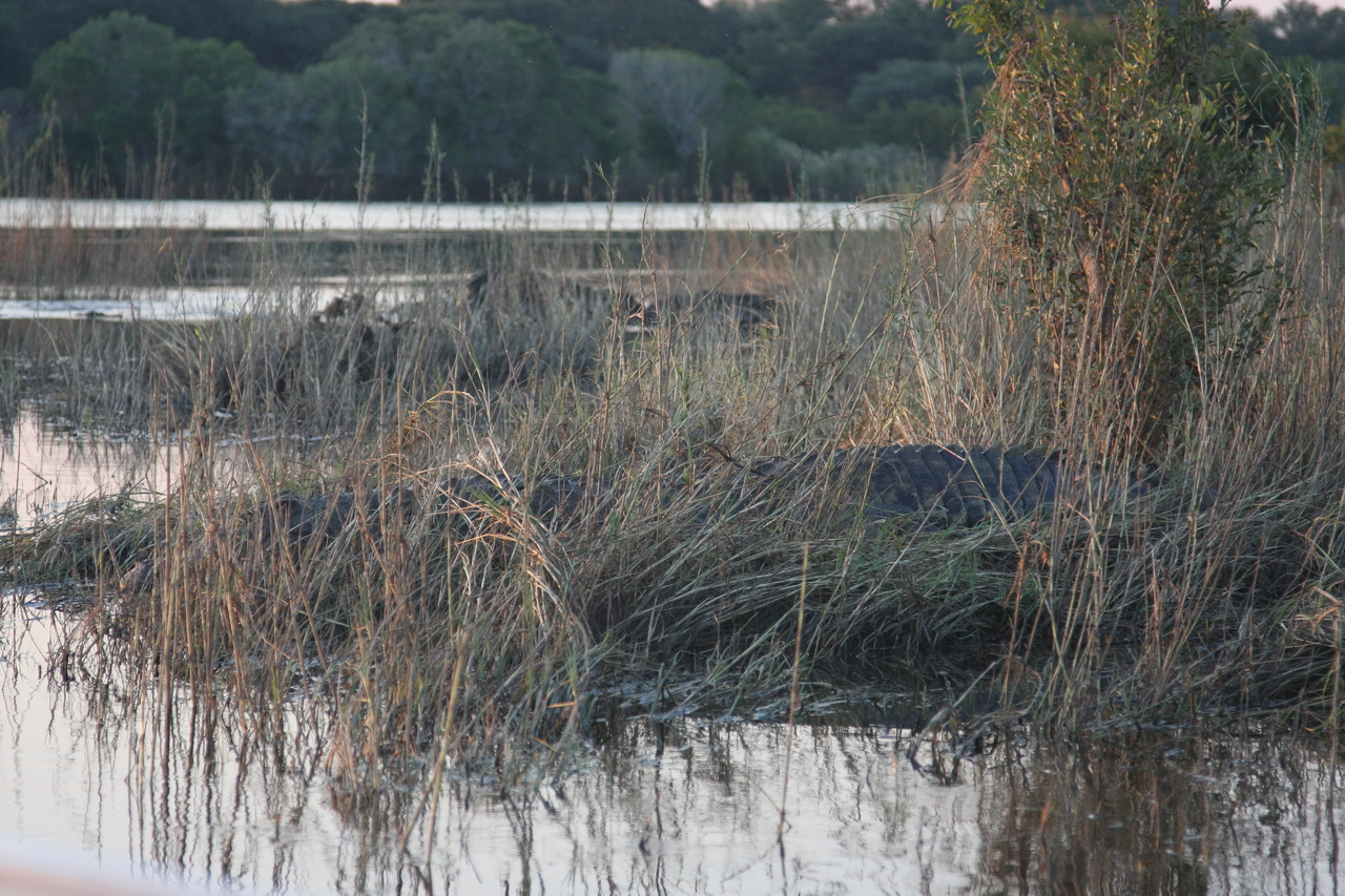 [28595] 2016_07_02_11_34_48_Africa_Canon_EOS_40D_IMG__04726.jpg