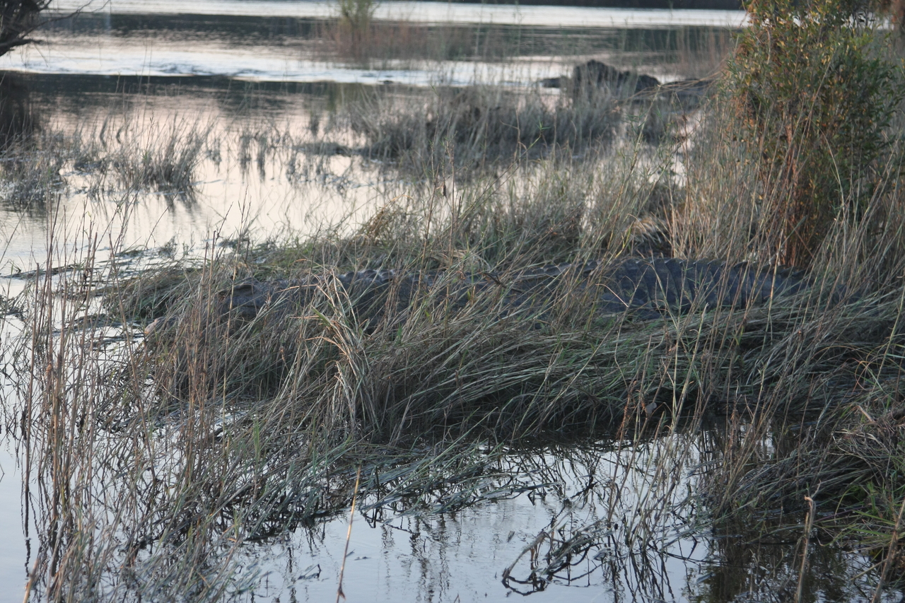 [28606] 2016_07_02_11_35_35_Africa_Canon_EOS_40D_IMG__12176.jpg