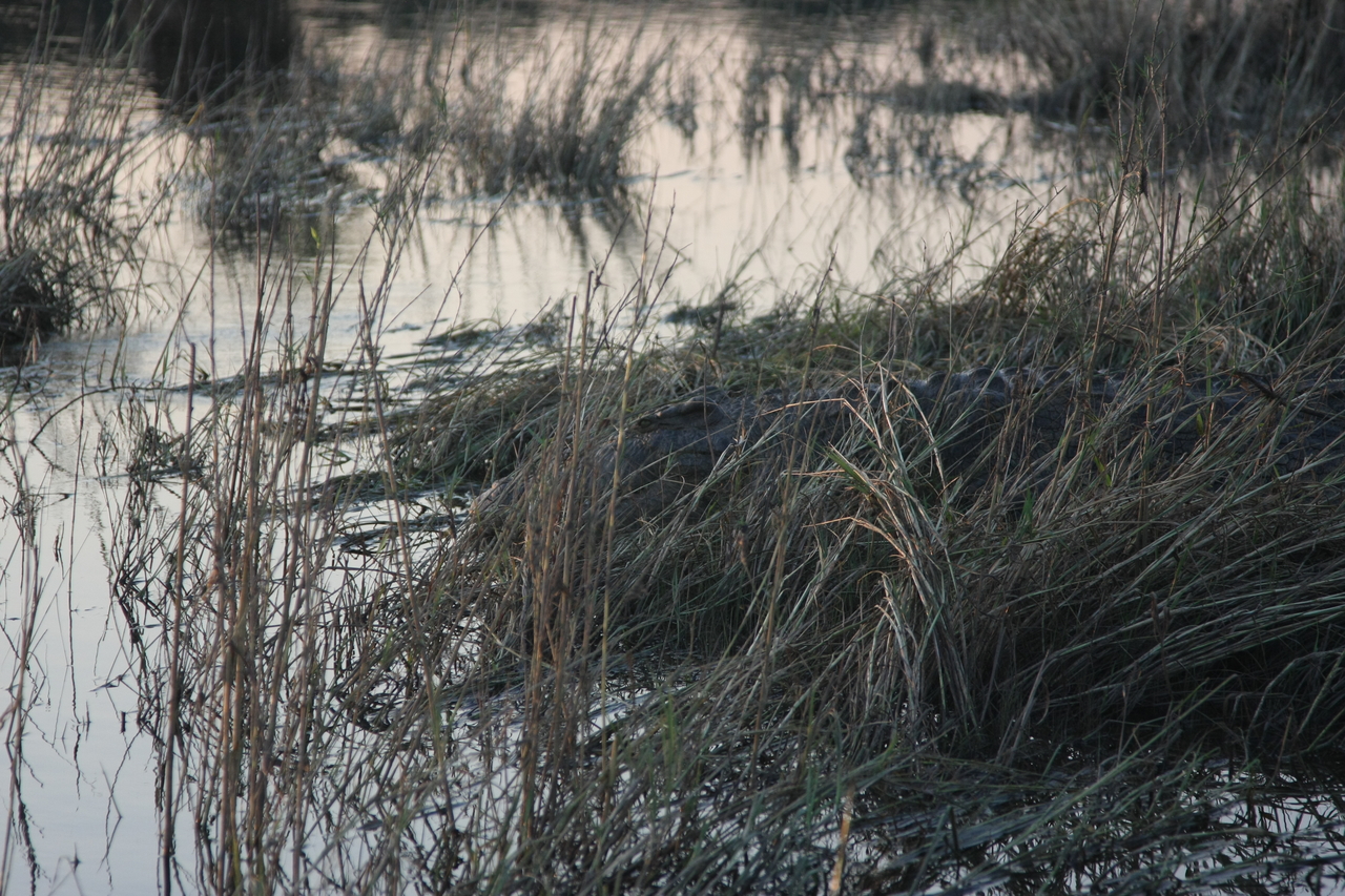 [28625] 2016_07_02_11_35_43_Africa_Canon_EOS_40D_IMG__12184.jpg