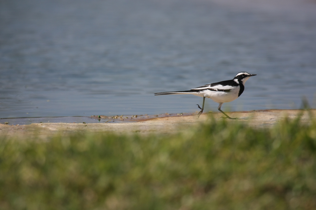 [32872] 2016_07_04_06_05_51_Africa_Canon_EOS_40D_IMG__05704.jpg