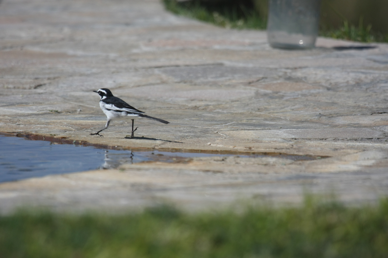 [32877] 2016_07_04_06_05_56_Africa_Canon_EOS_40D_IMG__05715.jpg