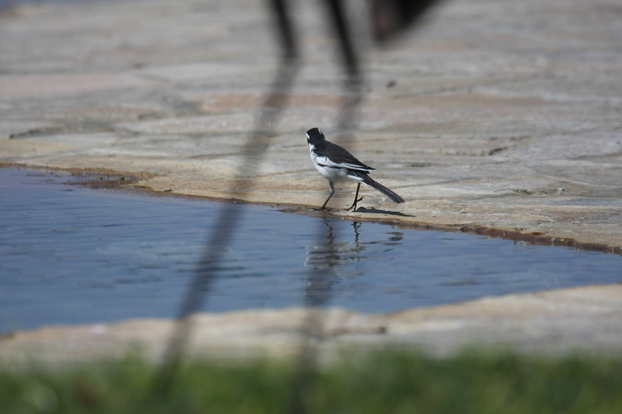 [32882] 2016_07_04_06_05_56_Africa_Canon_EOS_40D_IMG__13184.jpg