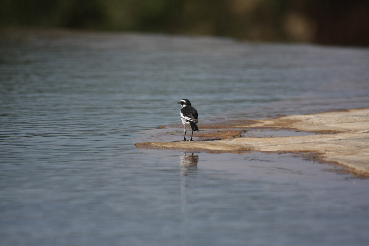 [32886] 2016_07_04_06_06_05_Africa_Canon_EOS_40D_IMG__05760.jpg