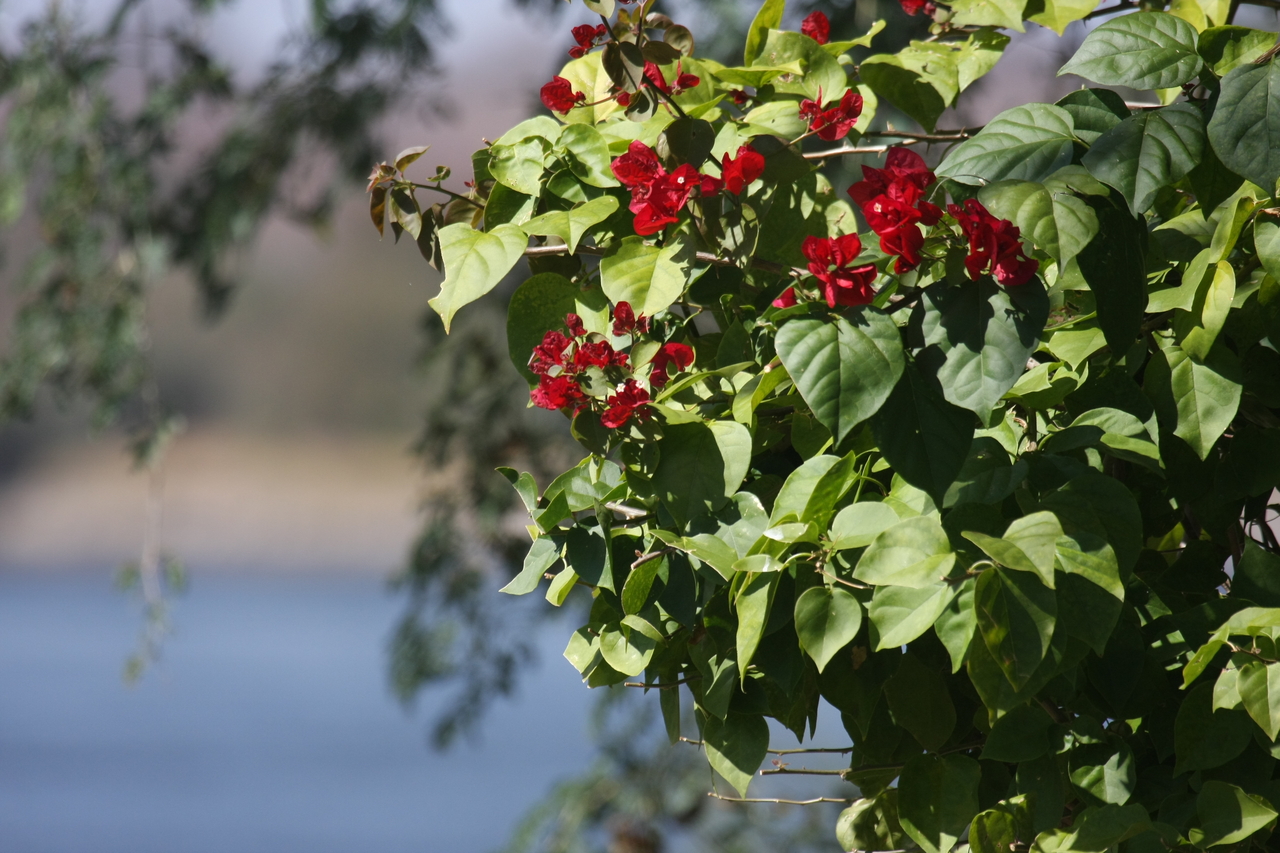 [32891] 2016_07_04_06_10_00_Africa_Canon_EOS_40D_IMG__13218.jpg