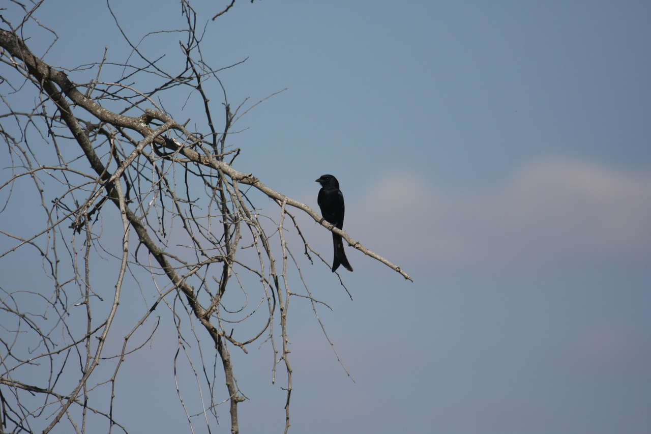 [33086] 2016_07_04_07_53_12_Africa_Canon_EOS_40D_IMG__00398.jpg