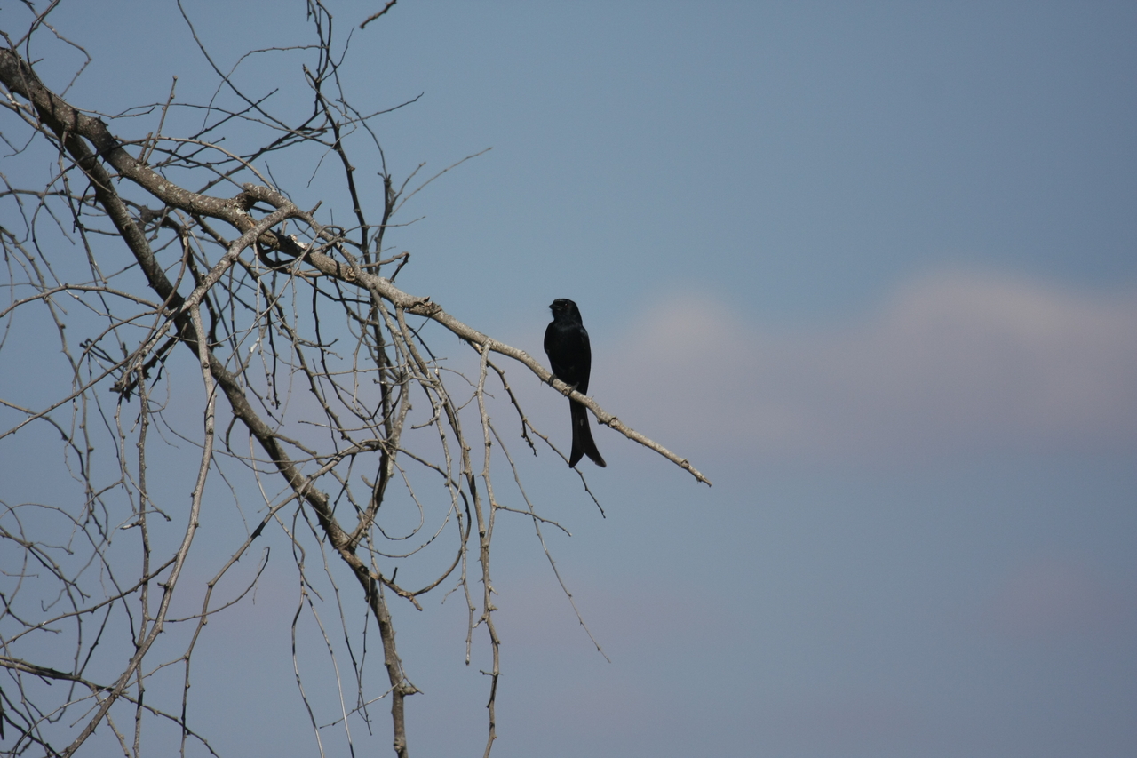 [33093] 2016_07_04_07_53_12_Africa_Canon_EOS_40D_IMG__13481.jpg