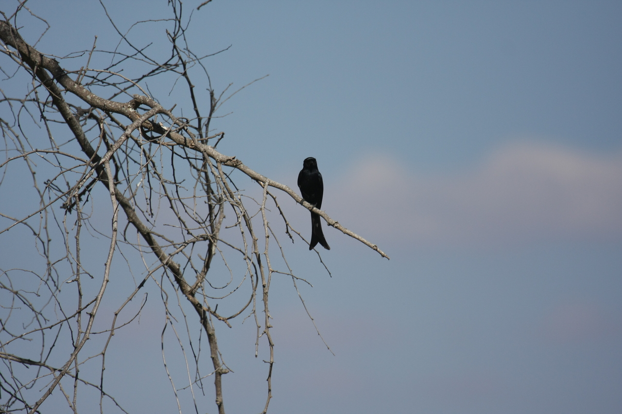 [33094] 2016_07_04_07_53_12_Africa_Canon_EOS_40D_IMG__13482.jpg