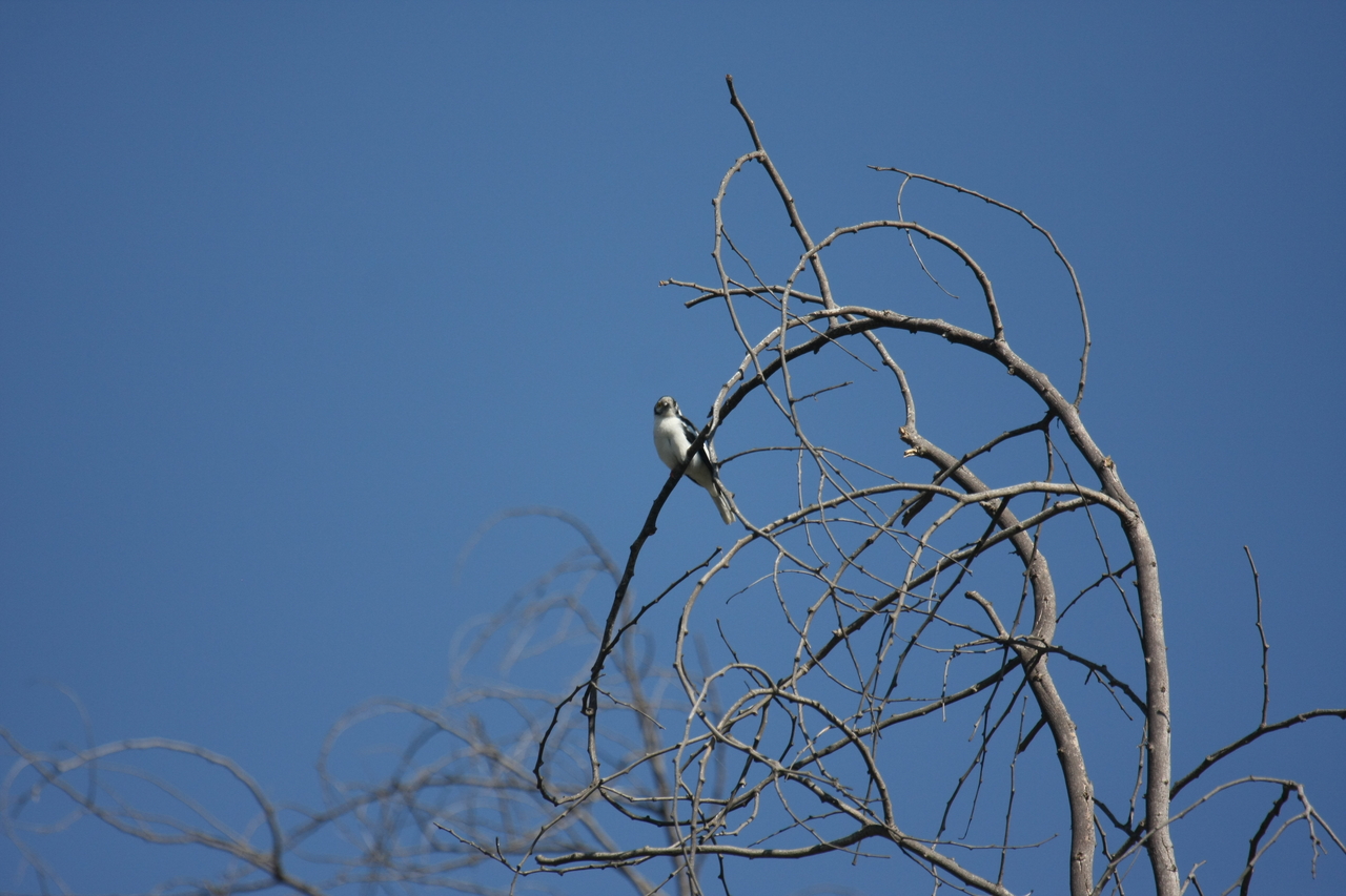[33095] 2016_07_04_07_53_29_Africa_Canon_EOS_40D_IMG__00401.jpg