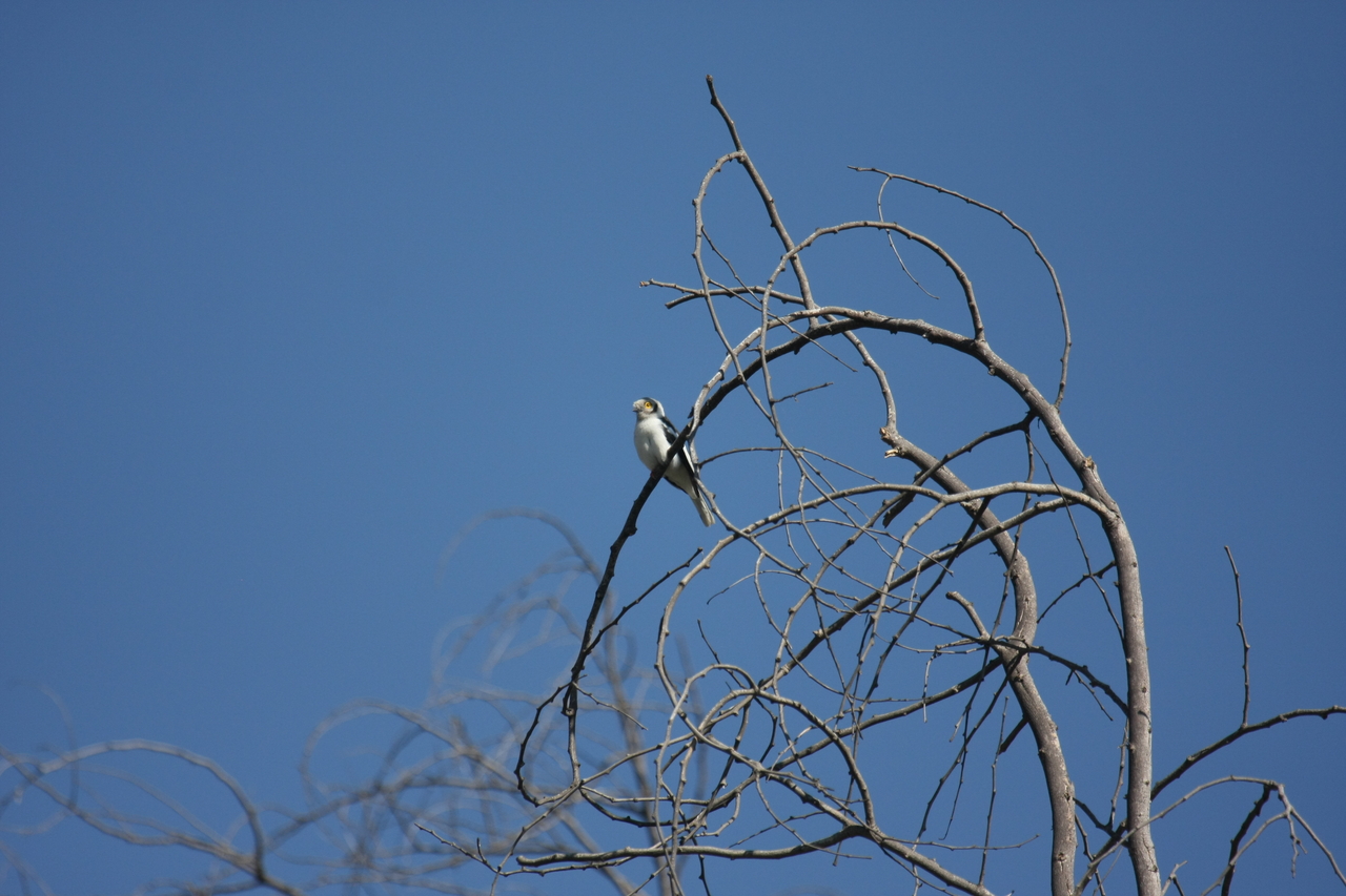 [33096] 2016_07_04_07_53_29_Africa_Canon_EOS_40D_IMG__00402.jpg