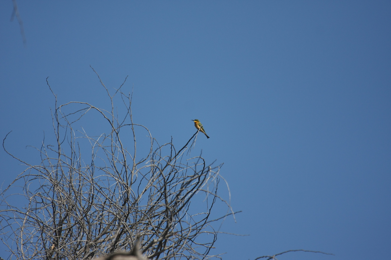 [33105] 2016_07_04_07_55_24_Africa_Canon_EOS_40D_IMG__06039.jpg