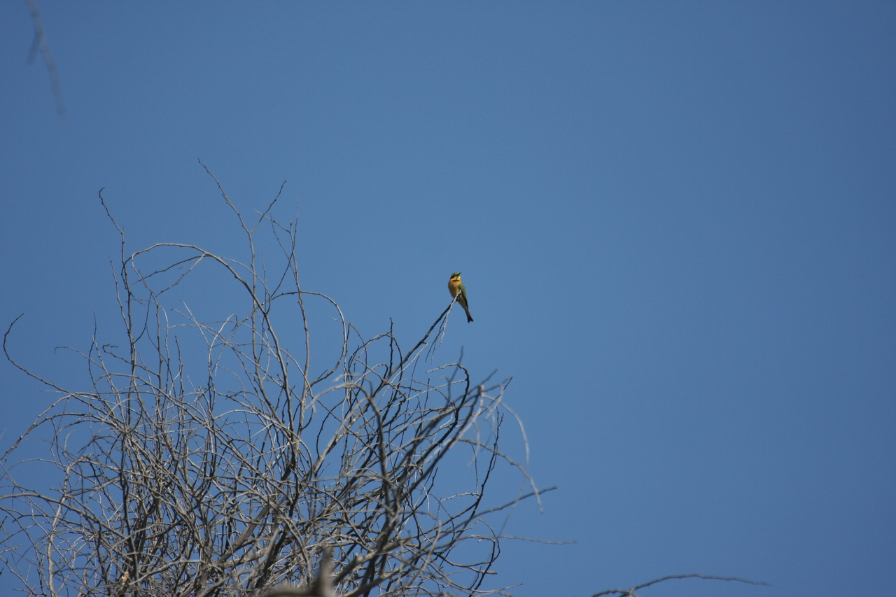 [33117] 2016_07_04_07_55_50_Africa_Canon_EOS_40D_IMG__13490.jpg