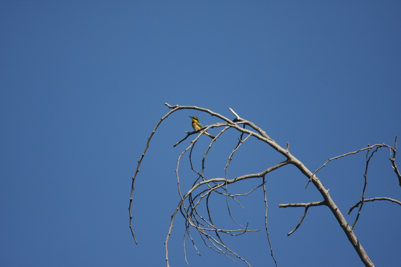 [33141] 2016_07_04_08_34_32_Africa_Canon_EOS_40D_IMG__06050.jpg