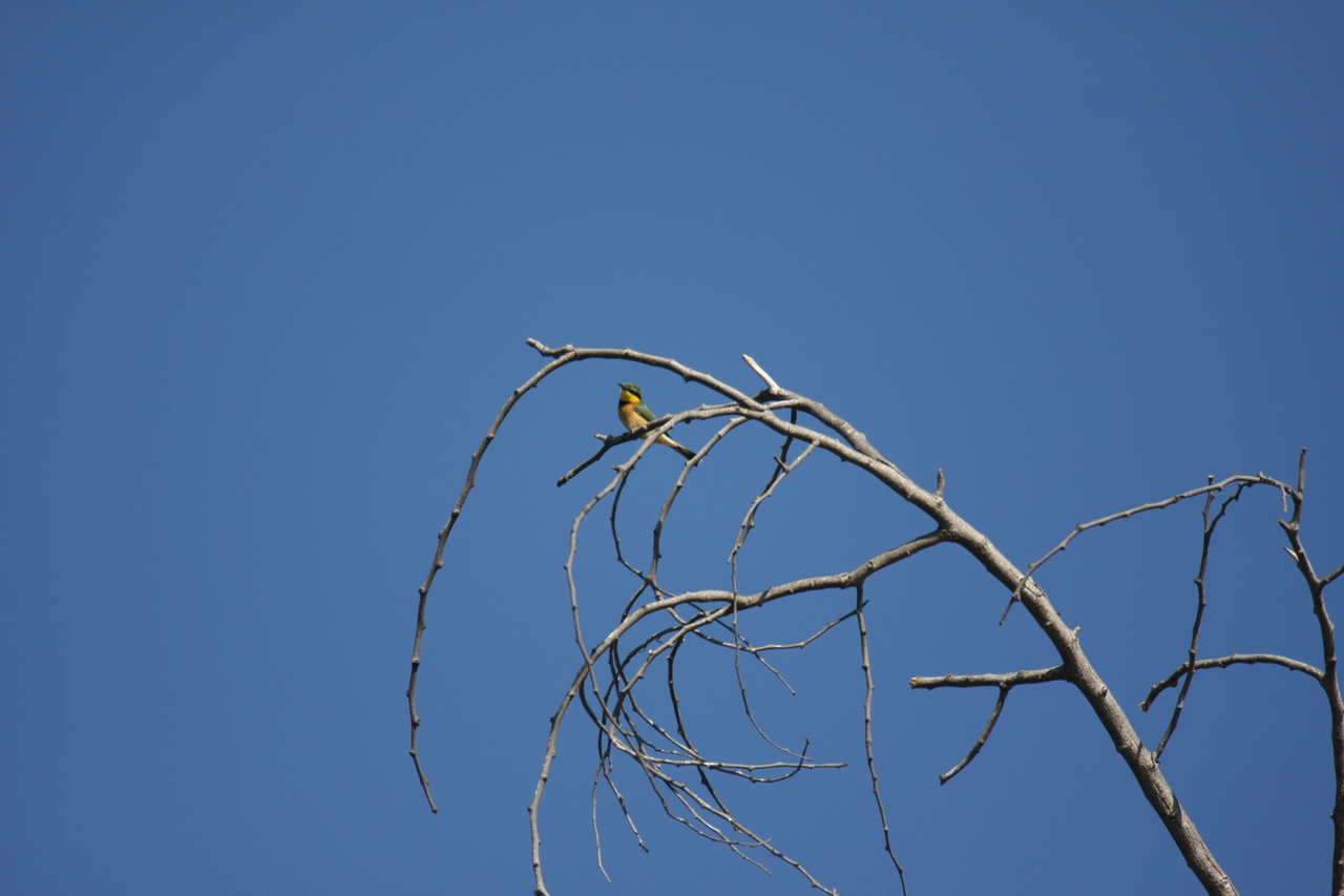 [33142] 2016_07_04_08_34_32_Africa_Canon_EOS_40D_IMG__06052.jpg