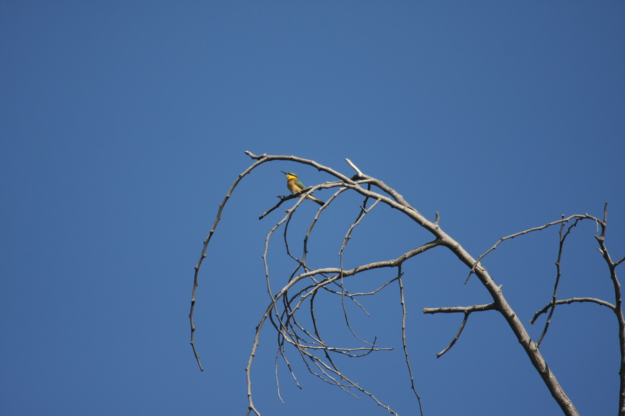 [33146] 2016_07_04_08_34_32_Africa_Canon_EOS_40D_IMG__13500.jpg