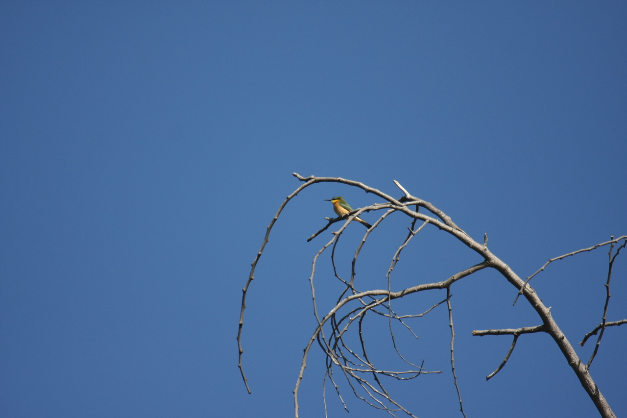 [33152] 2016_07_04_08_34_40_Africa_Canon_EOS_40D_IMG__13502.jpg