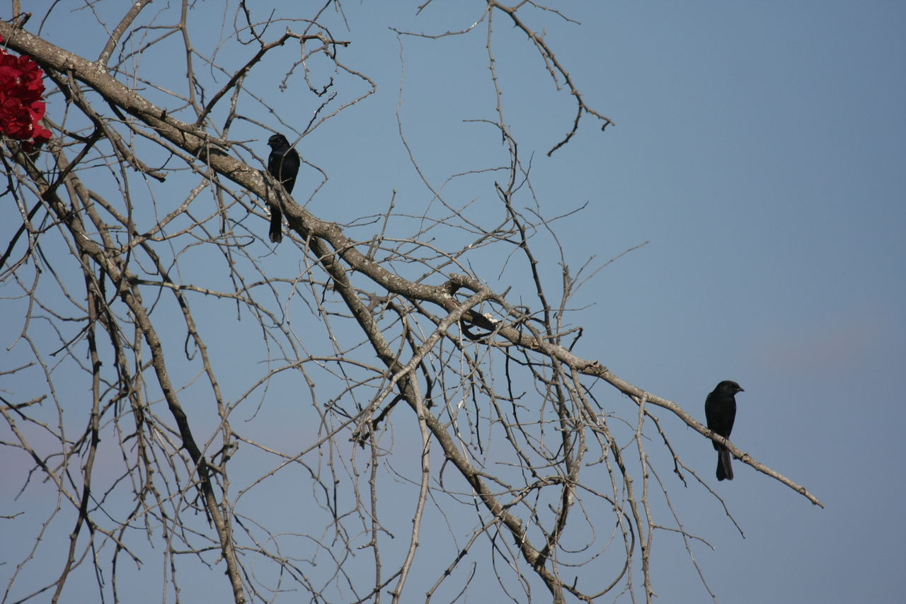 [33153] 2016_07_04_08_35_11_Africa_Canon_EOS_40D_IMG__00421.jpg