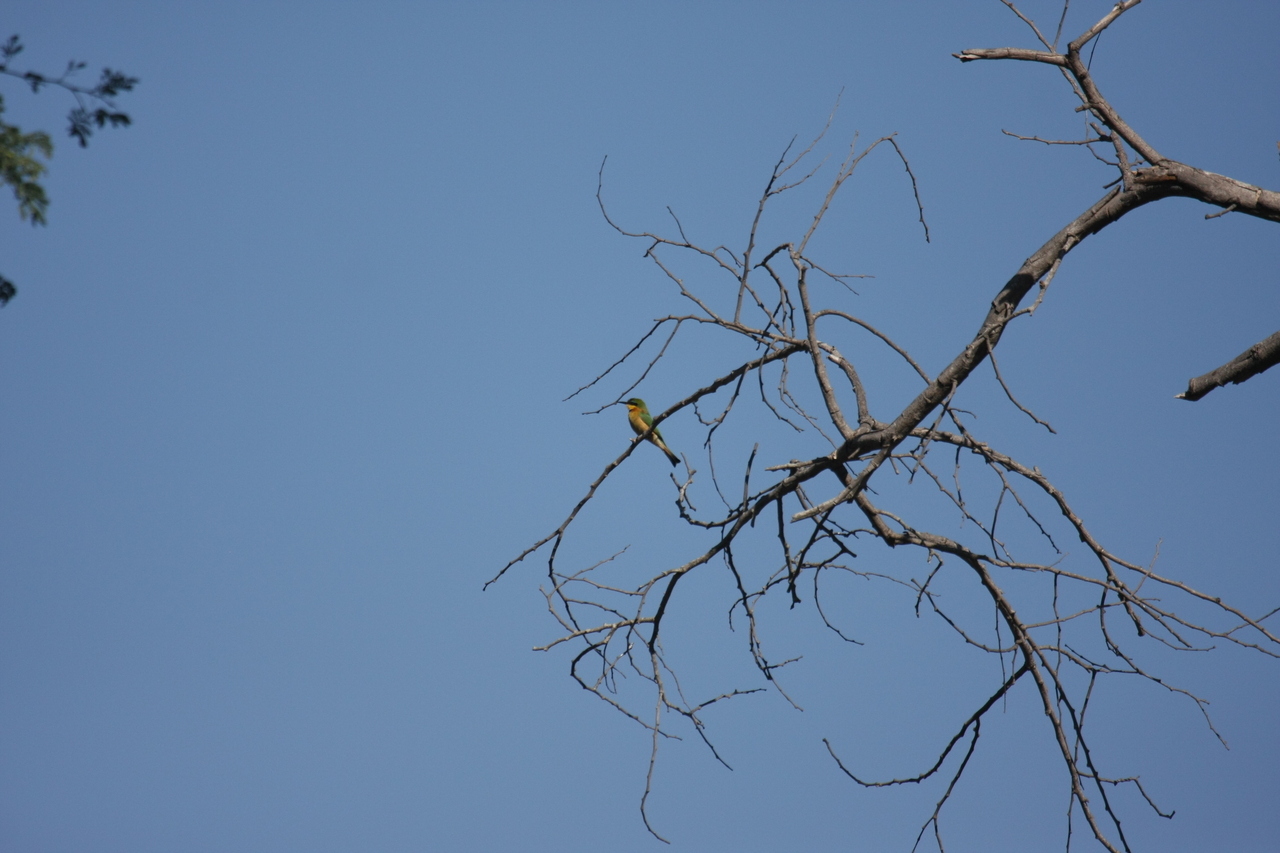 [33156] 2016_07_04_08_35_56_Africa_Canon_EOS_40D_IMG__00422.jpg