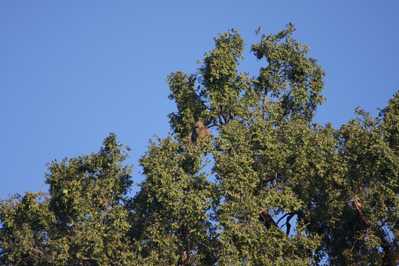 [33388] 2016_07_04_11_14_15_Africa_Canon_EOS_40D_IMG__13145.jpg