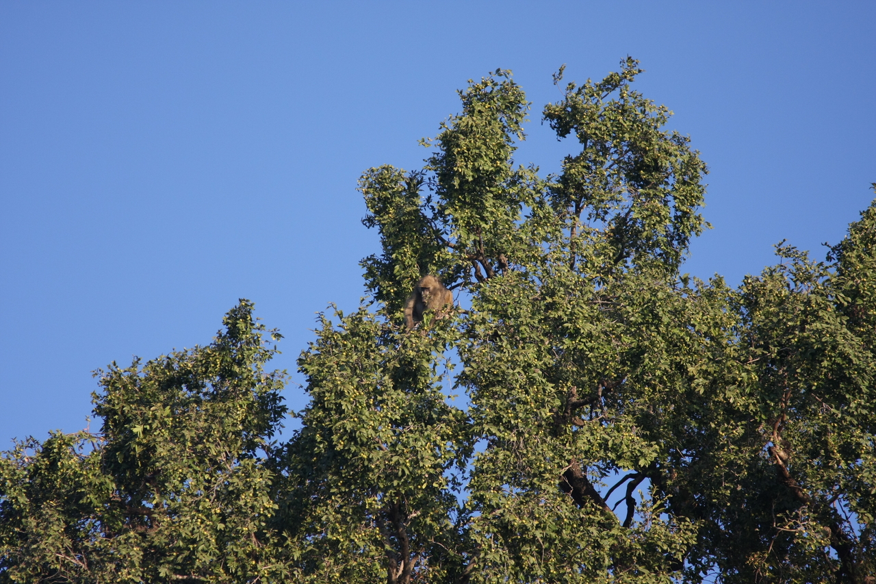 [33391] 2016_07_04_11_14_16_Africa_Canon_EOS_40D_IMG__05699.jpg