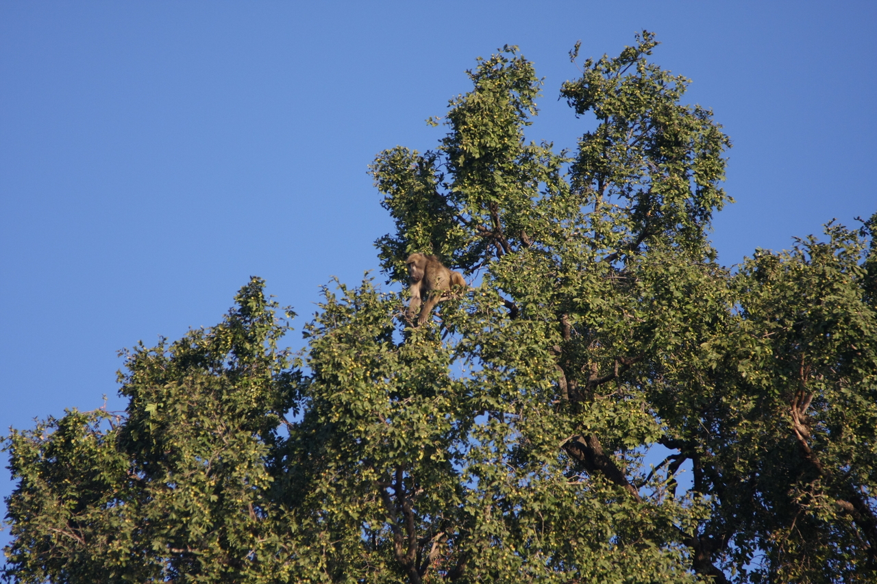 [33397] 2016_07_04_11_14_18_Africa_Canon_EOS_40D_IMG__00068.jpg