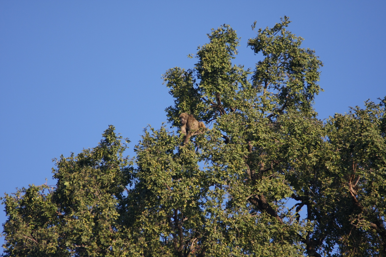 [33405] 2016_07_04_11_14_19_Africa_Canon_EOS_40D_IMG__05705.jpg