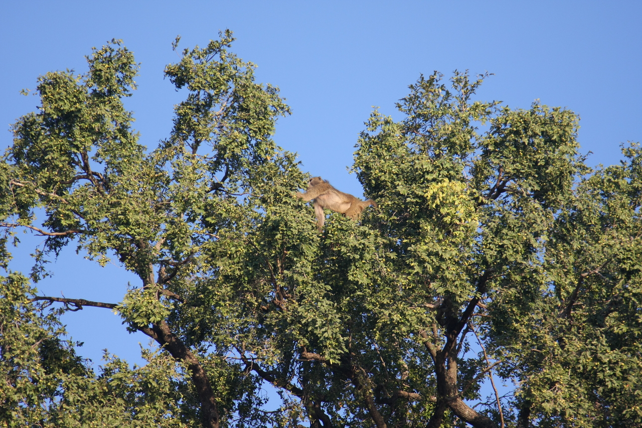 [33444] 2016_07_04_11_14_43_Africa_Canon_EOS_40D_IMG__05719.jpg