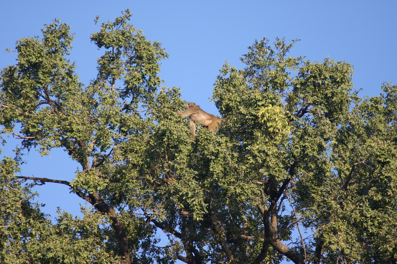 [33448] 2016_07_04_11_14_43_Africa_Canon_EOS_40D_IMG__13167.jpg