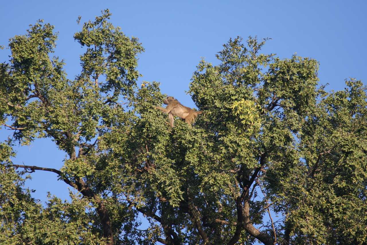 [33452] 2016_07_04_11_14_44_Africa_Canon_EOS_40D_IMG__05721.jpg