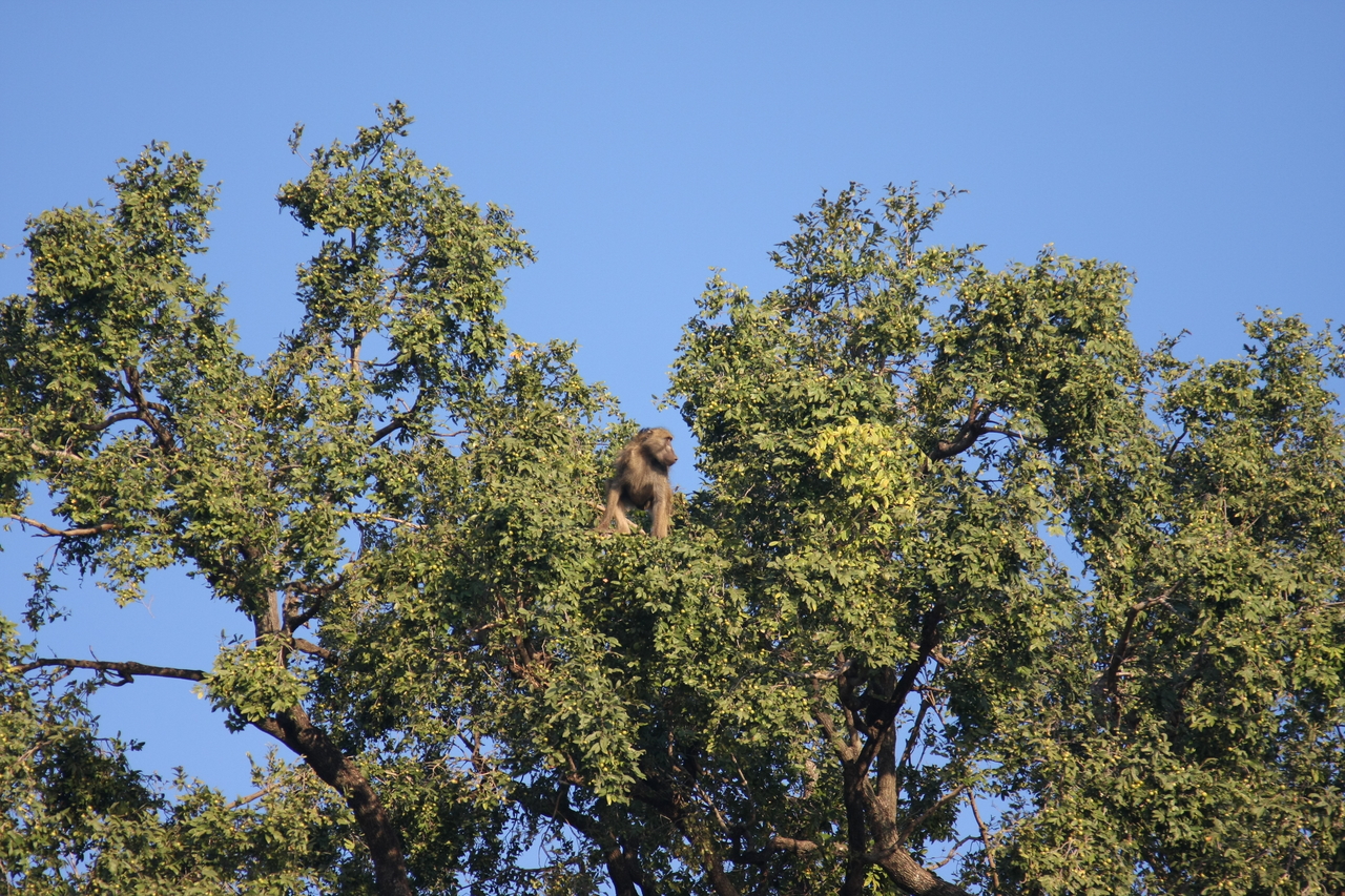 [33473] 2016_07_04_11_14_52_Africa_Canon_EOS_40D_IMG__13175.jpg