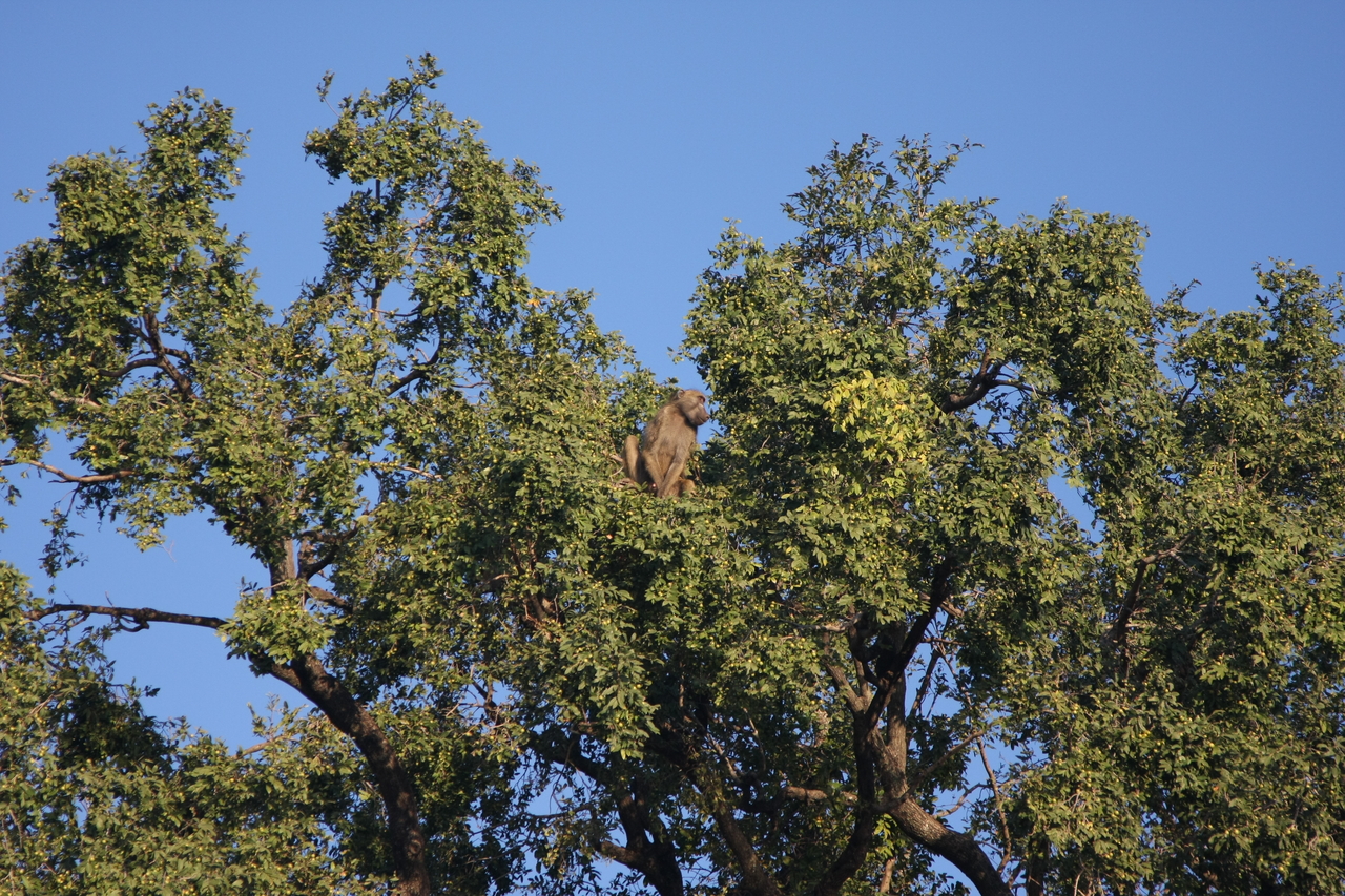 [33476] 2016_07_04_11_14_53_Africa_Canon_EOS_40D_IMG__00096.jpg