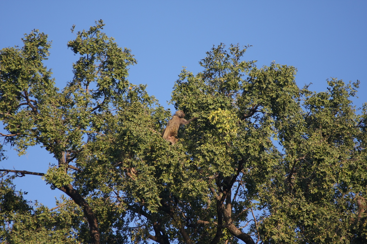 [33481] 2016_07_04_11_14_53_Africa_Canon_EOS_40D_IMG__05733.jpg