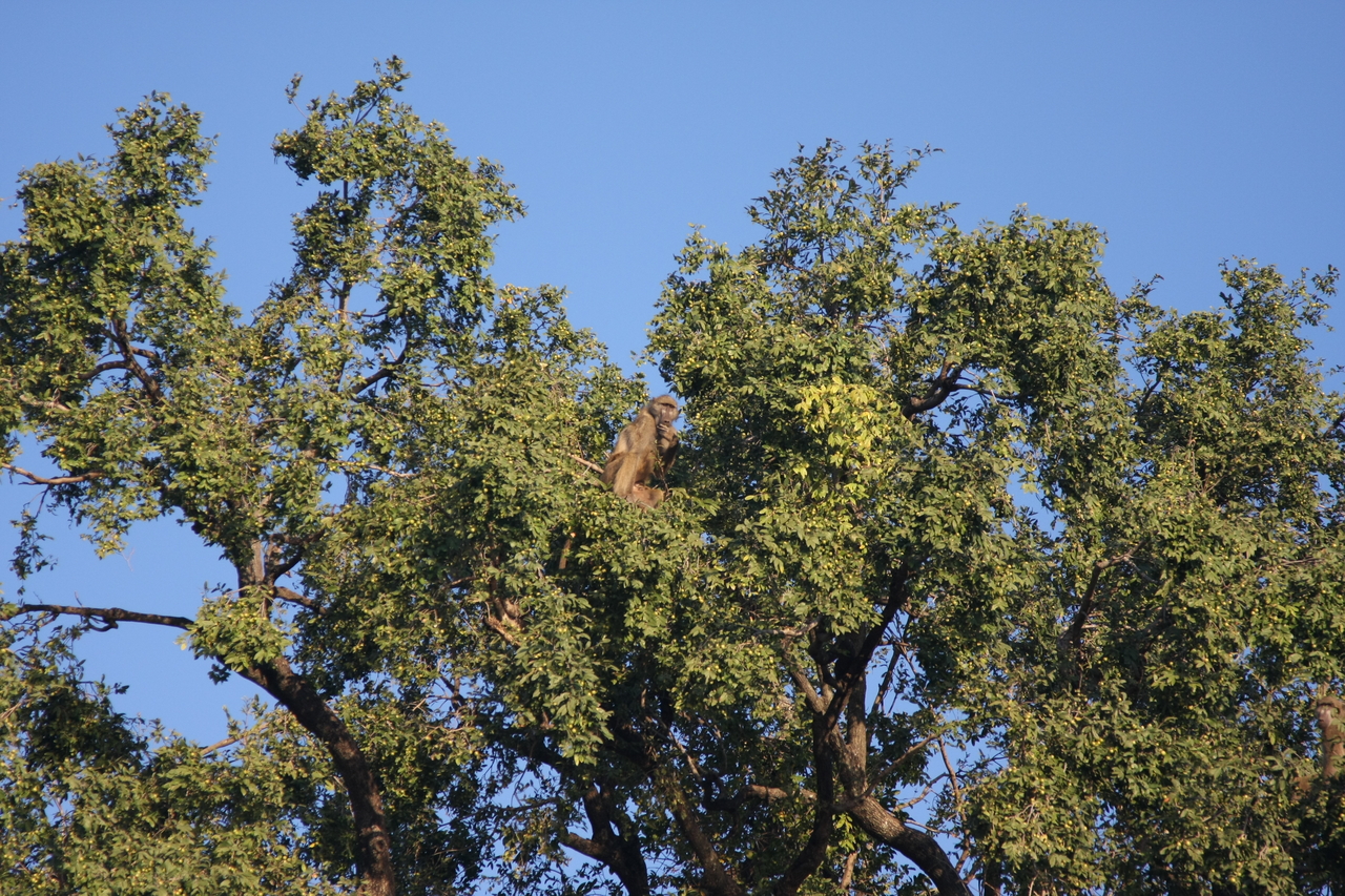 [33485] 2016_07_04_11_14_55_Africa_Canon_EOS_40D_IMG__00099.jpg