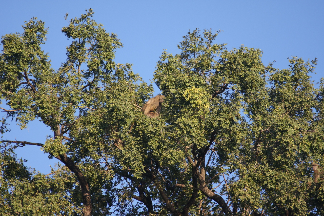 [33491] 2016_07_04_11_14_56_Africa_Canon_EOS_40D_IMG__05736.jpg