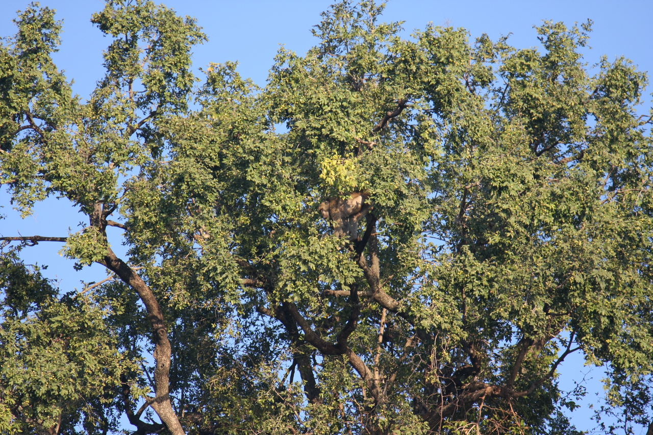 [33495] 2016_07_04_11_15_12_Africa_Canon_EOS_40D_IMG__00104.jpg