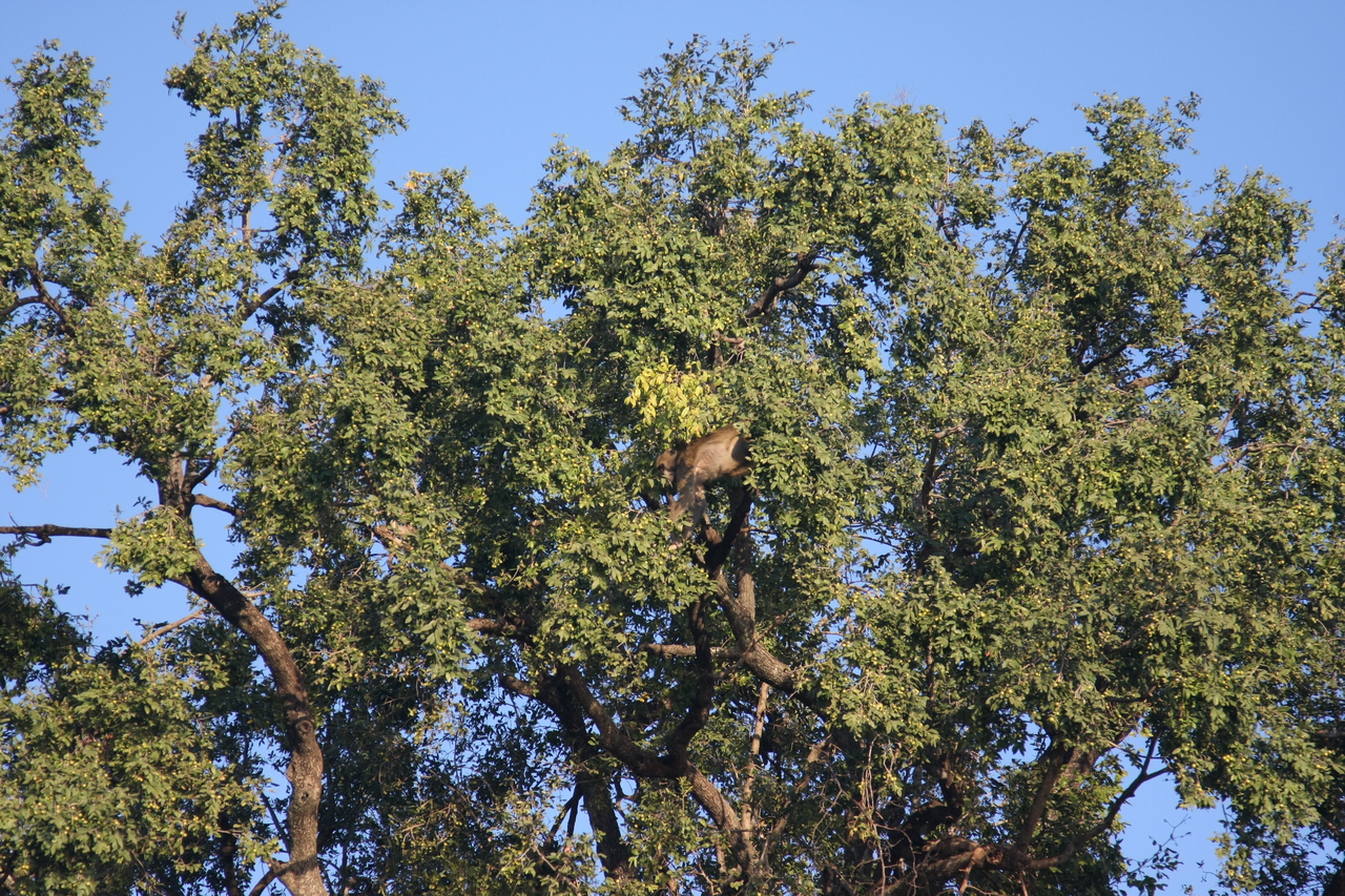 [33500] 2016_07_04_11_15_12_Africa_Canon_EOS_40D_IMG__13185.jpg