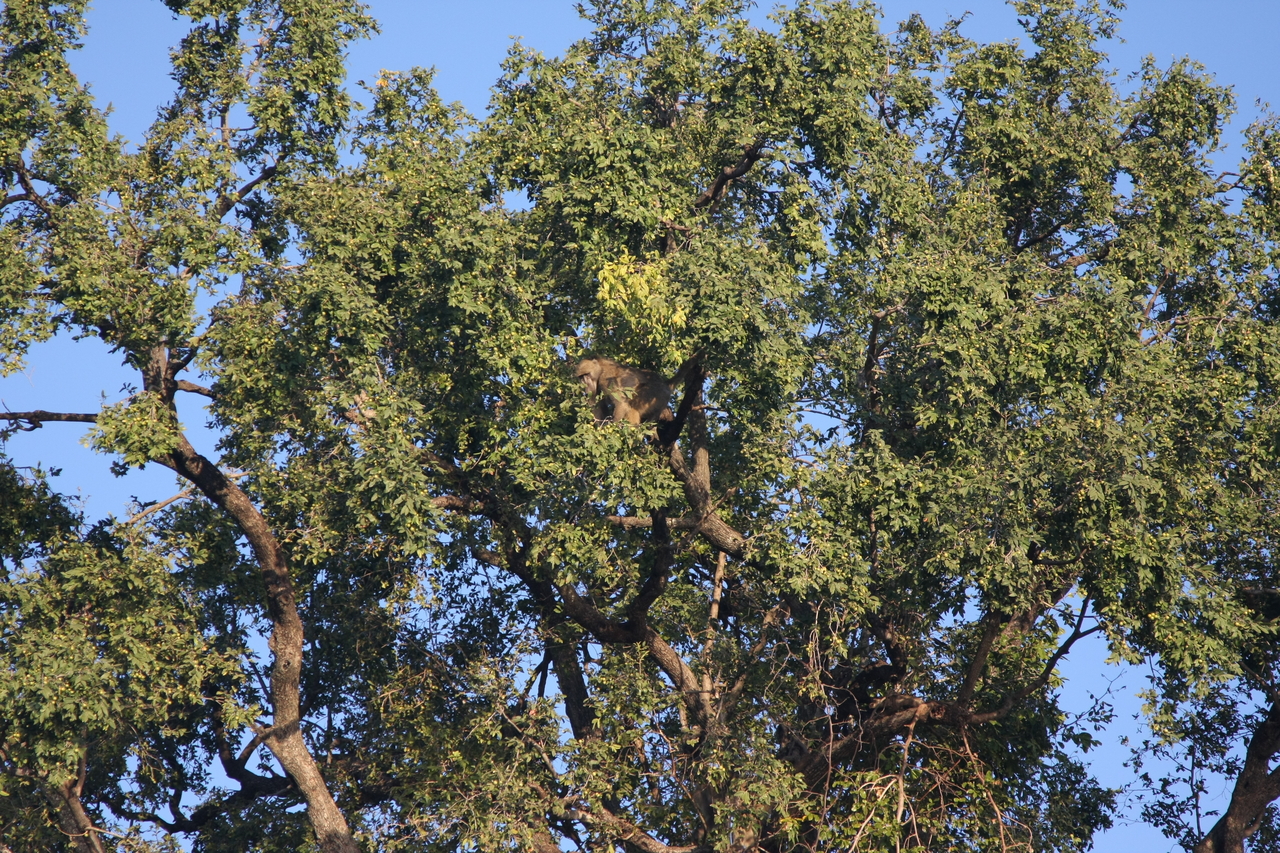 [33510] 2016_07_04_11_15_13_Africa_Canon_EOS_40D_IMG__13189.jpg