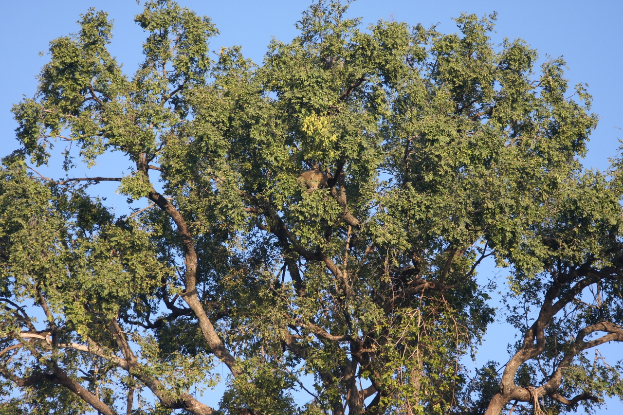 [33512] 2016_07_04_11_15_24_Africa_Canon_EOS_40D_IMG__00109.jpg