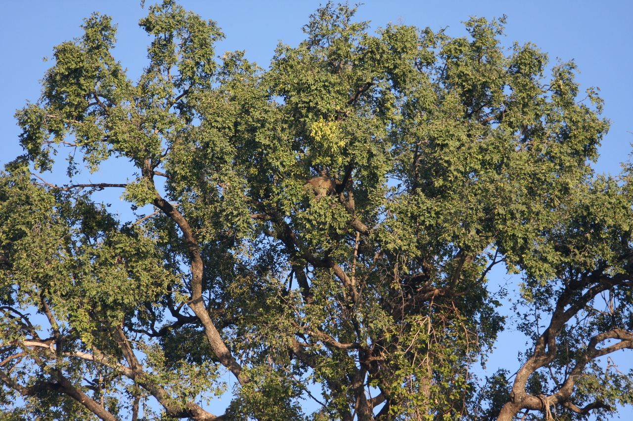 [33517] 2016_07_04_11_15_24_Africa_Canon_EOS_40D_IMG__13192.jpg