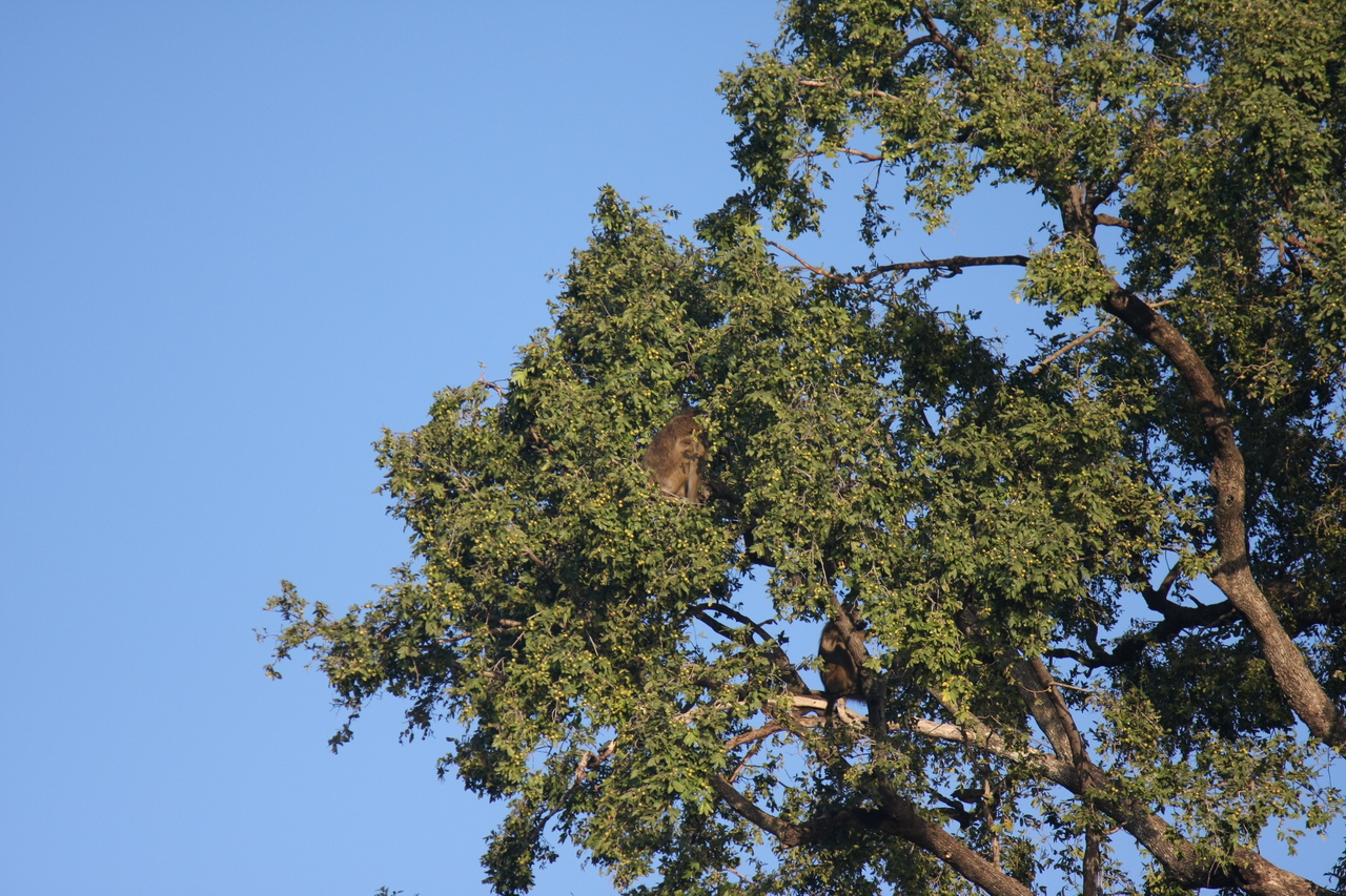 [33518] 2016_07_04_11_15_30_Africa_Canon_EOS_40D_IMG__00111.jpg