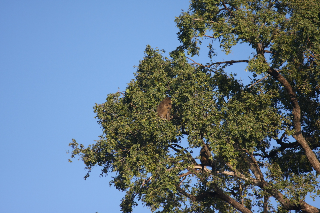 [33526] 2016_07_04_11_15_30_Africa_Canon_EOS_40D_IMG__13197.jpg