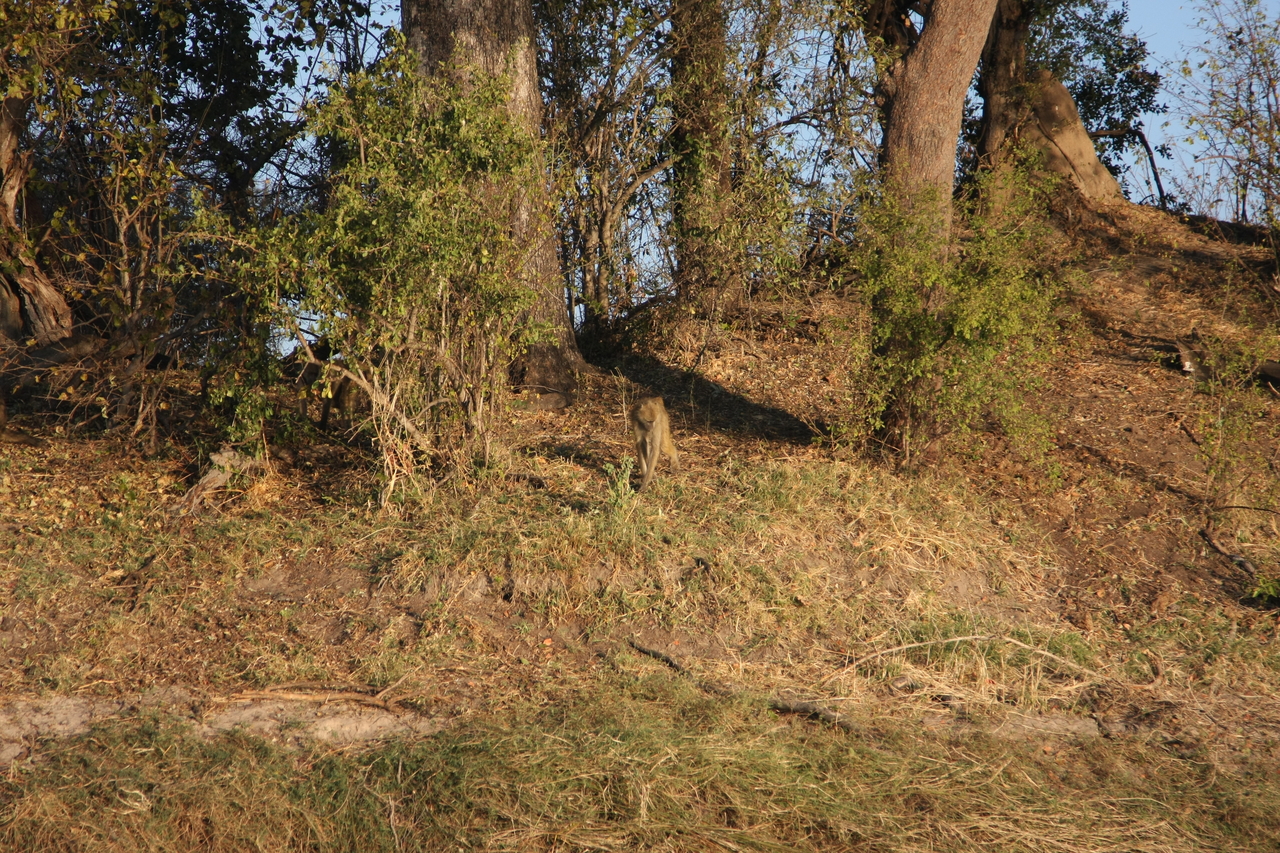 [33529] 2016_07_04_11_15_44_Africa_Canon_EOS_40D_IMG__00118.jpg