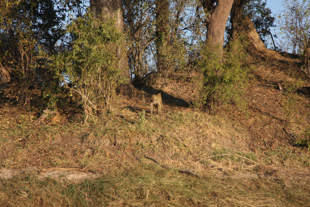 [33530] 2016_07_04_11_15_44_Africa_Canon_EOS_40D_IMG__05751.jpg