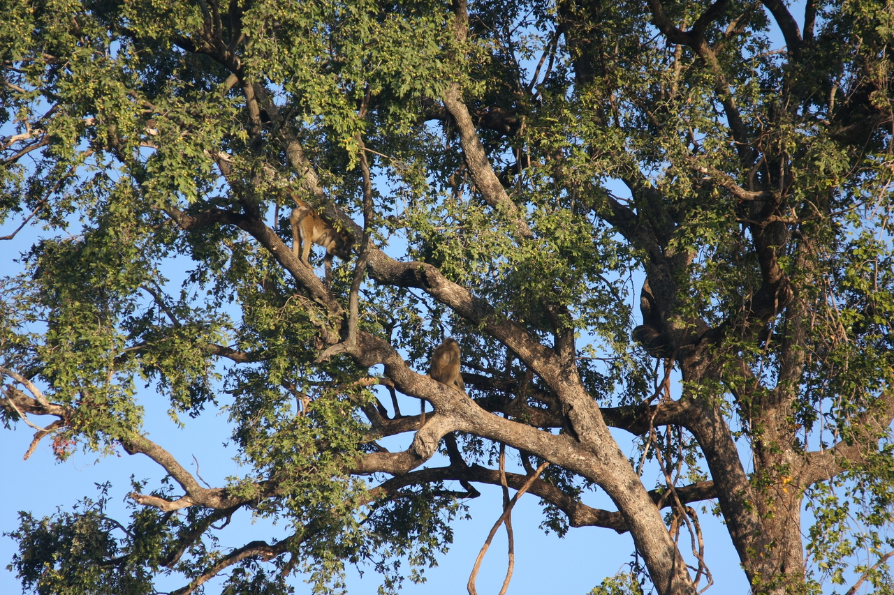 [33537] 2016_07_04_11_15_57_Africa_Canon_EOS_40D_IMG__00120.jpg