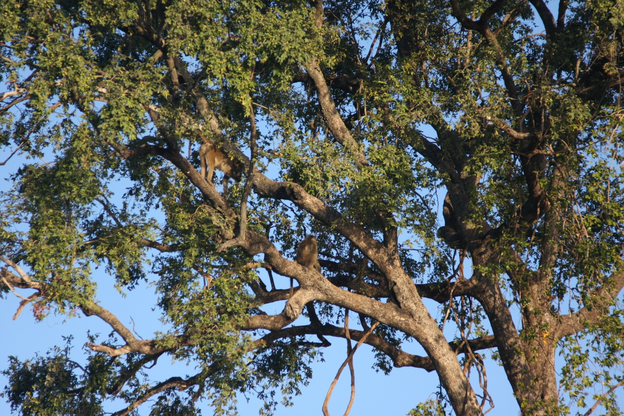 [33544] 2016_07_04_11_15_57_Africa_Canon_EOS_40D_IMG__13203.jpg