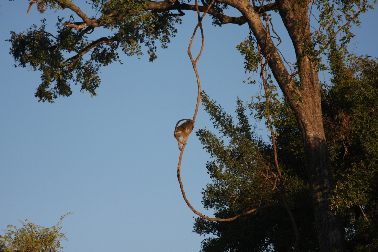 [33552] 2016_07_04_11_16_12_Africa_Canon_EOS_40D_IMG__00126.jpg