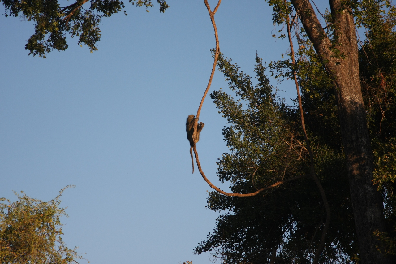 [33566] 2016_07_04_11_16_17_Africa_Canon_EOS_40D_IMG__13210.jpg