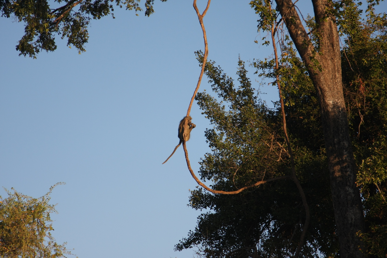 [33580] 2016_07_04_11_16_20_Africa_Canon_EOS_40D_IMG__05770.jpg