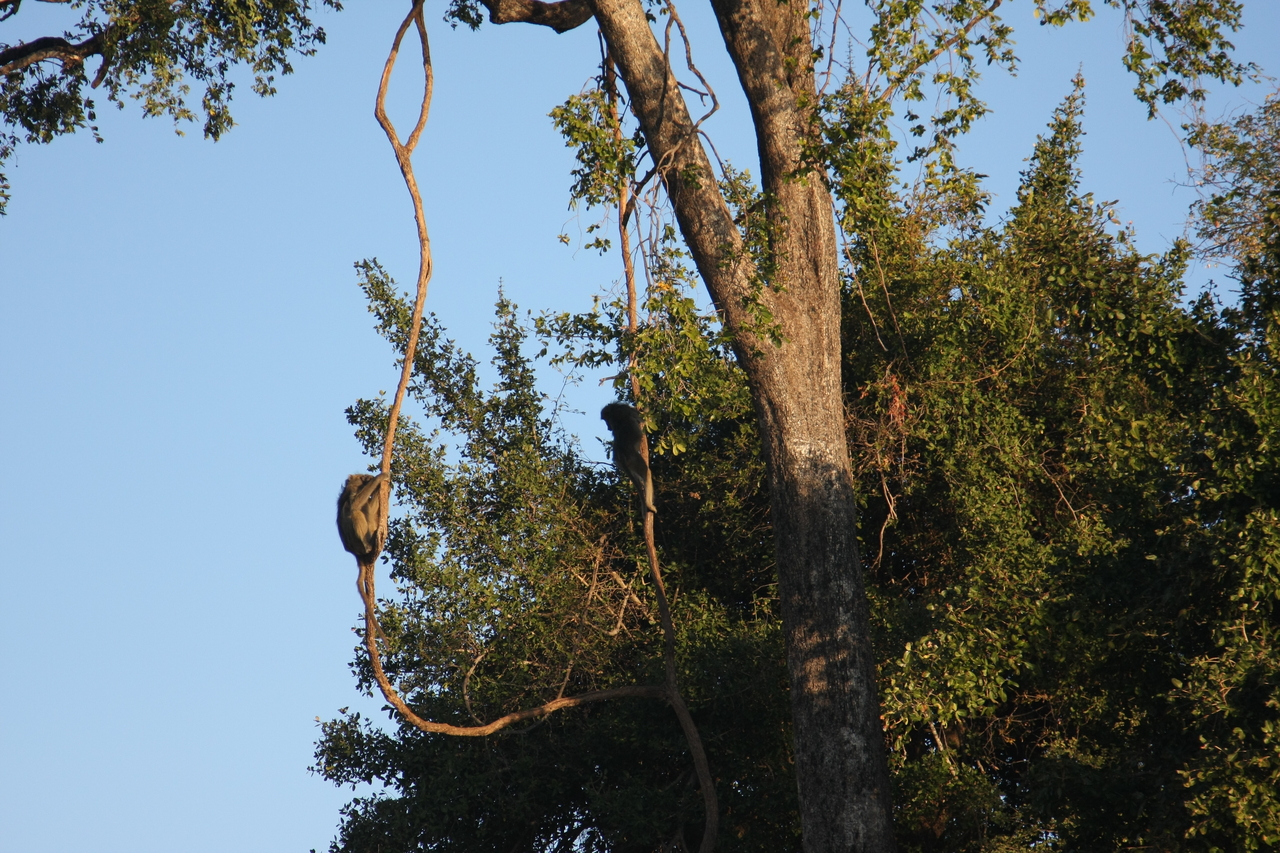 [33591] 2016_07_04_11_16_23_Africa_Canon_EOS_40D_IMG__05774.jpg